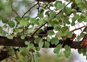 Pune Municipal Corporation Issues Advisory Against Tree Cutting During Vijayadashami
