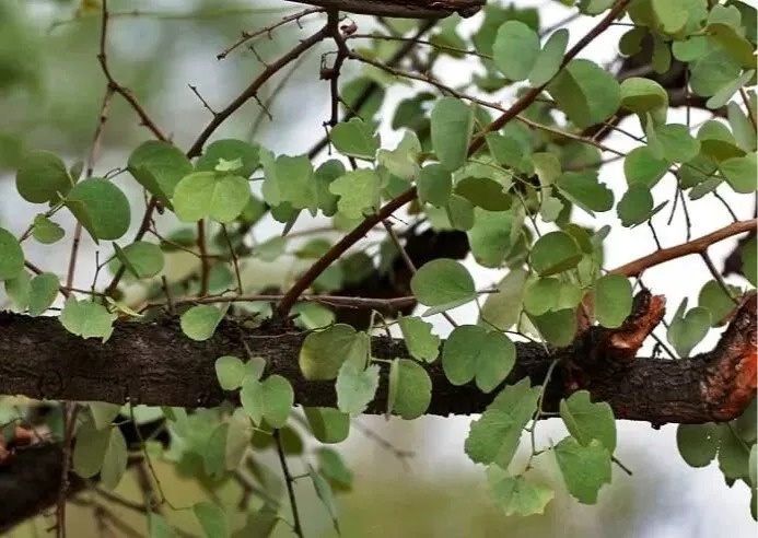 Pune Municipal Corporation Issues Advisory Against Tree Cutting During Vijayadashami