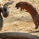 Why Snakes and Mongooses Are Natural Enemies: The Science Behind Their Fierce Rivalry