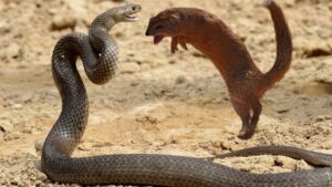 Why Snakes and Mongooses Are Natural Enemies: The Science Behind Their Fierce Rivalry