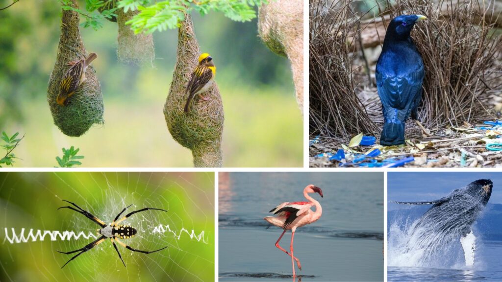Nature's Born Artists: 8 Creatures That Create Masterpieces Without a Paintbrush