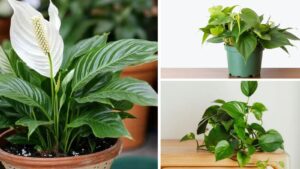 5 Desk Plants That Bring Joy, Focus, and Prosperity to Your Everyday Work