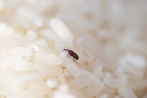 7 Natural Kitchen Hacks to Keep Rice Insect-Free for Years