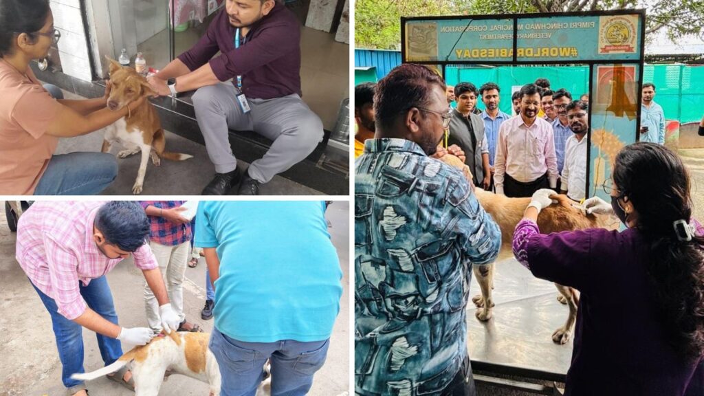 Pune: PCMC And Mission Rabies Vaccinate 352 Dogs On Day One Of Week-Long Anti-Rabies Drive