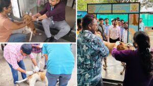Pune: PCMC And Mission Rabies Vaccinate 352 Dogs On Day One Of Week-Long Anti-Rabies Drive