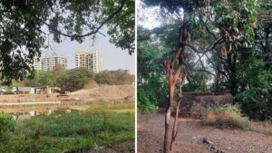 Pune: Forest Dept Seeks Revisions In PMC, PCMC River Projects To Safeguard Ram-Mula Devrai