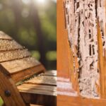 Simple Home Remedies to Remove Mildew and Termites from Wooden Furniture
