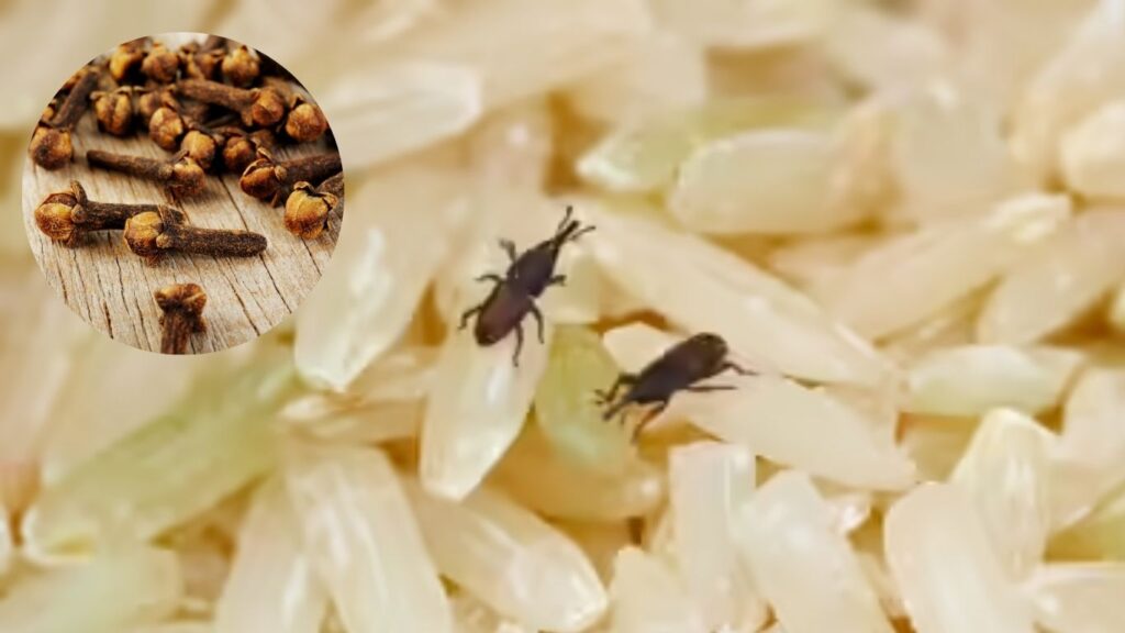Keep Your Rice Fresh and Bug-Free with This Simple Clove Trick