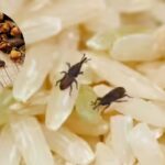 Keep Your Rice Fresh and Bug-Free with This Simple Clove Trick