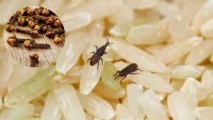 Keep Your Rice Fresh and Bug-Free with This Simple Clove Trick
