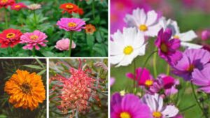 10 Vibrant Blooms to Welcome Chirping Birds to Your Balcony Haven