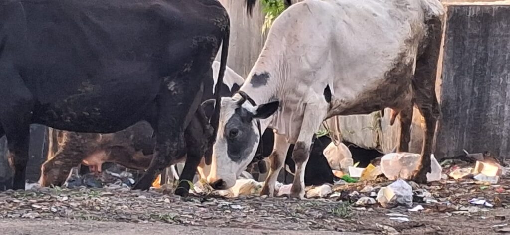 Pune: Cows At Risk From Plastic Waste; 14-Year-Old Voices Concern