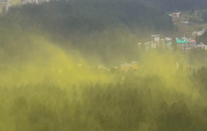 Watch the Sky Turn Yellow: Manali Witnesses Stunning Pollen Cloud Phenomenon