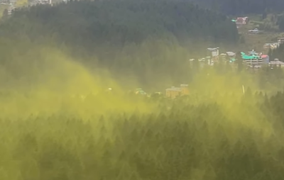 Watch the Sky Turn Yellow: Manali Witnesses Stunning Pollen Cloud Phenomenon