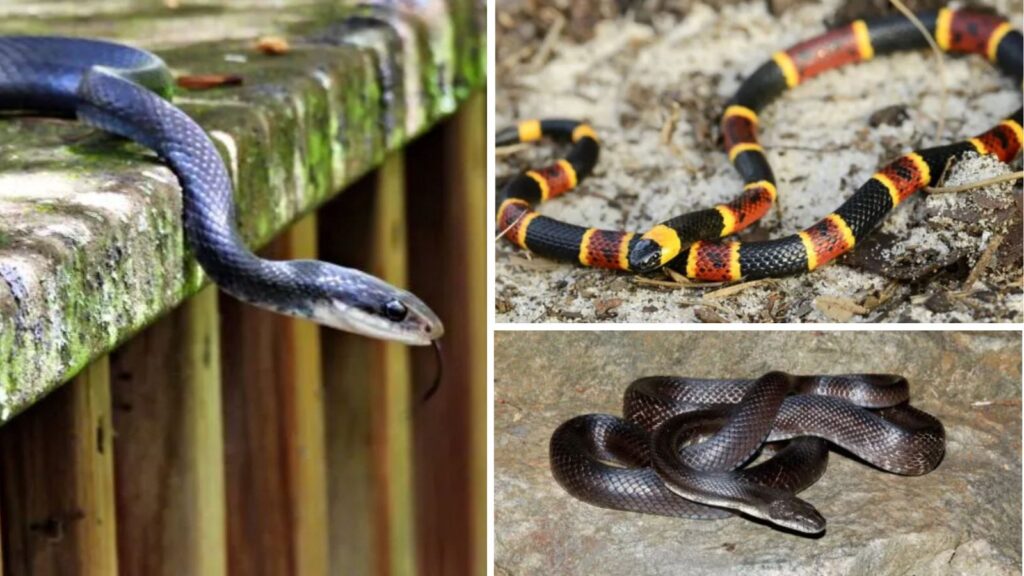 5 Common Garden Snakes You Should Know—Friends or Foes?