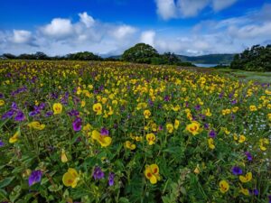 End of Bloom: Kaas Plateau’s Famous Valley of Flowers Turns Yellow as ‘Mickey Mouse Blooms’ Signal the Season’s Close