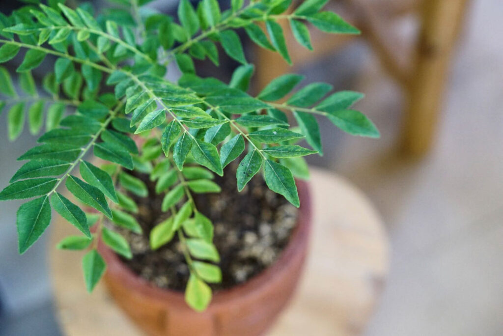 7 Essential Tips to Keep Your Curry Leaf Plant Healthy During Winter