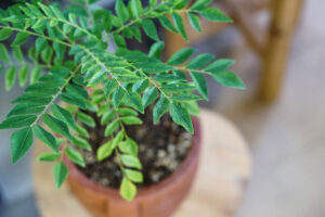 7 Essential Tips to Keep Your Curry Leaf Plant Healthy During Winter