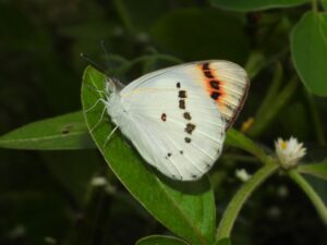 Pune: Butterfly Survey Reveals 49 Species In Kadbanwadi Grasslands 