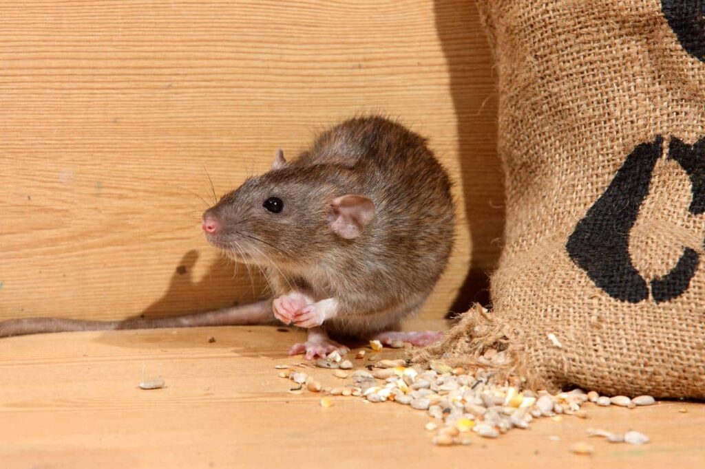 No Traps, No Poison: Drive Rats Out of Your Home with These Simple Natural Tricks