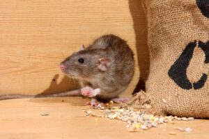 No Traps, No Poison: Drive Rats Out of Your Home with These Simple Natural Tricks