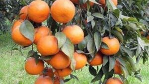 Pune: Farmers Urged To Enroll In Weather-Based Fruit Crop Insurance Scheme For 2025–26 Season