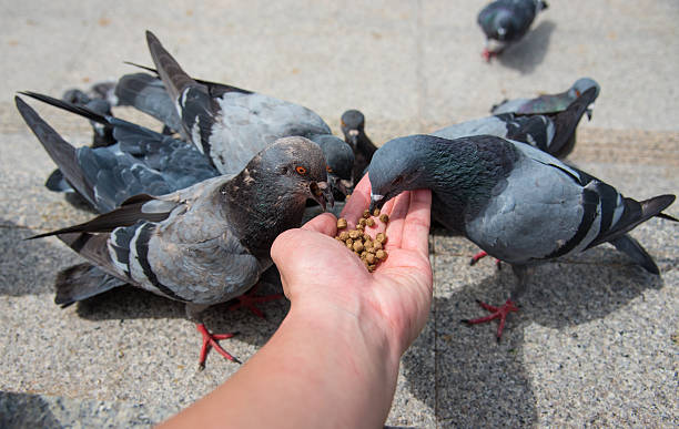 Feeding Pigeons Could Pose Serious Health Risks, Warn Experts