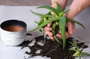 From One Plant to Dozens: The Easiest Aloe Vera Growing Guide You’ll Ever Need