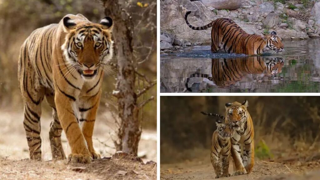 Go Wild This November! Explore India’s Most Breathtaking Safari Destinations