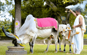 Govatsa Dwadashi 2025: Vasu Baras marks the beginning of Diwali celebrations