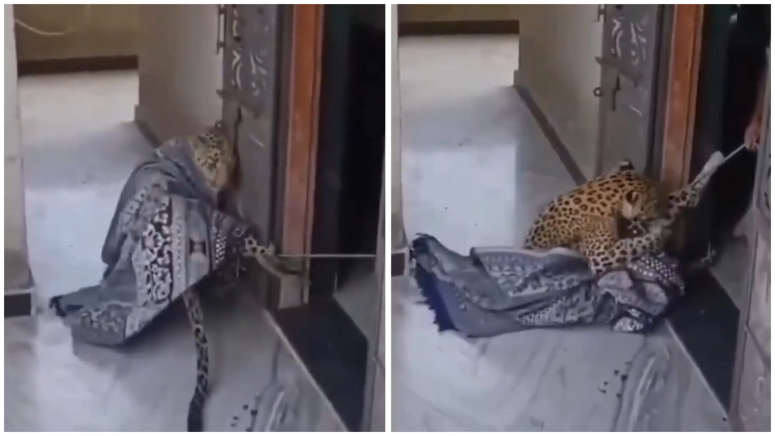 Viral Video: Rajasthan Woman Ties Leopard with Rope, Covers It with ...