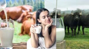 Cow or Buffalo Milk Before Bed? What’s Really Better for Your Body at Night