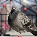 Troubled by Pigeons? Here’s a 100-Year-Old Hack That Still Works Wonders Today