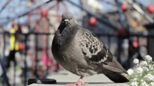 Troubled by Pigeons? Here’s a 100-Year-Old Hack That Still Works Wonders Today
