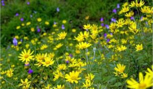 Hidden 'Mini Kaas Plateau' Near Nashik! Golden Flower Valley Closer to Mumbai and Pune
