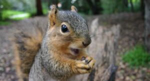 How Squirrels Outsmart Winter: The Fascinating Science Behind Their Food-Hiding Habits