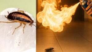 Woman Trying to Kill Cockroach Accidentally Starts Fire, Leaving One Dead in South Korea