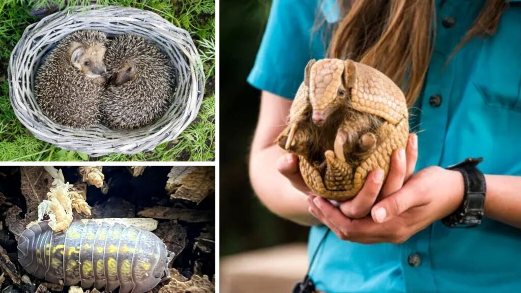 You Won’t Believe How These Animals Turn Into Living Balls for Survival
