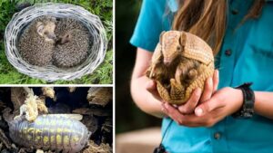 You Won’t Believe How These Animals Turn Into Living Balls for Survival