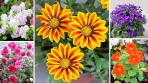 Blooming Balconies: Winter Flowers to Sow Now for a Colourful Cold Season