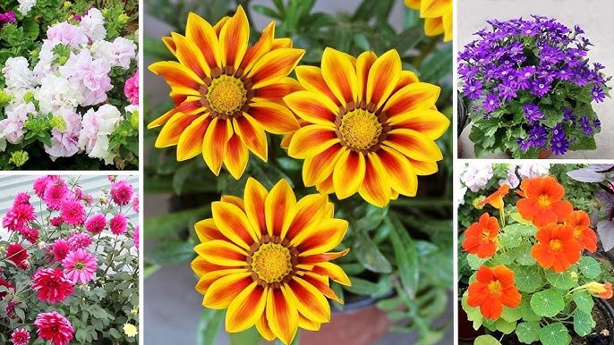Blooming Balconies: Winter Flowers to Sow Now for a Colourful Cold Season