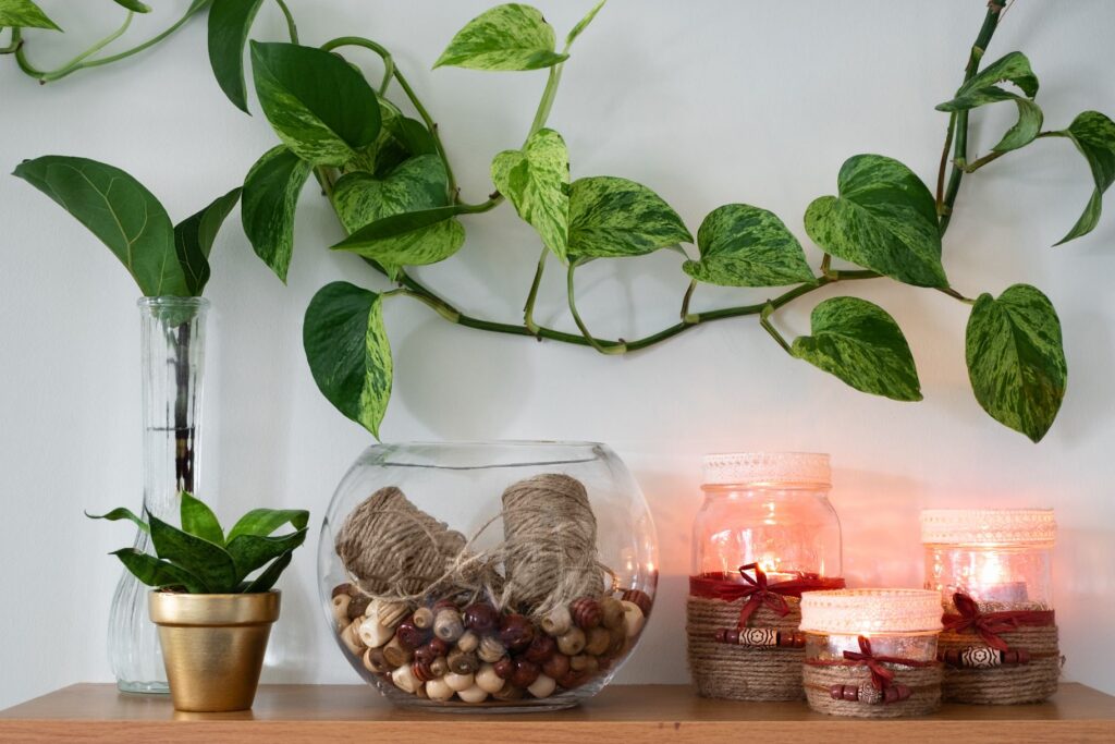 Where to Keep Your Money Plant at Home According to Feng Shui for Wealth and Positive Energy