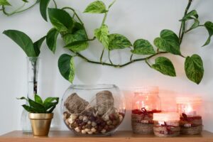 Where to Keep Your Money Plant at Home According to Feng Shui for Wealth and Positive Energy