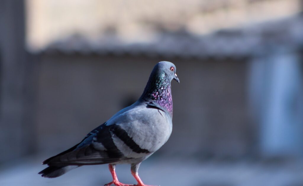 Watch Video: This ‘Black Trick’ Will Scare Pigeons Away — Try It to See Them Fly Off!
