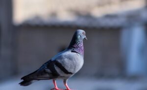 Watch Video: This ‘Black Trick’ Will Scare Pigeons Away — Try It to See Them Fly Off!