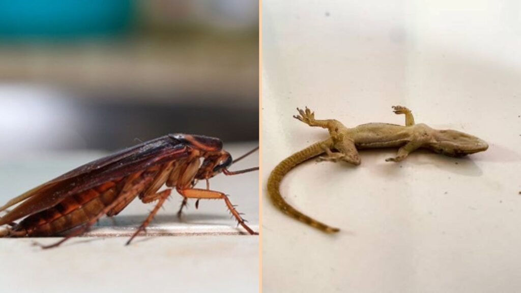 Say Goodbye to Cockroaches, Rats, and Bugs: Effective Home Remedies Using Common Ingredients
