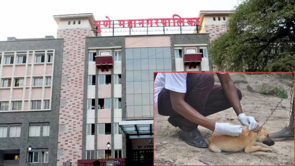 Pune Municipal Corporation Launches Microchipping Drive For Over 600 Stray Dogs To Support Rabies-Free City Mission
