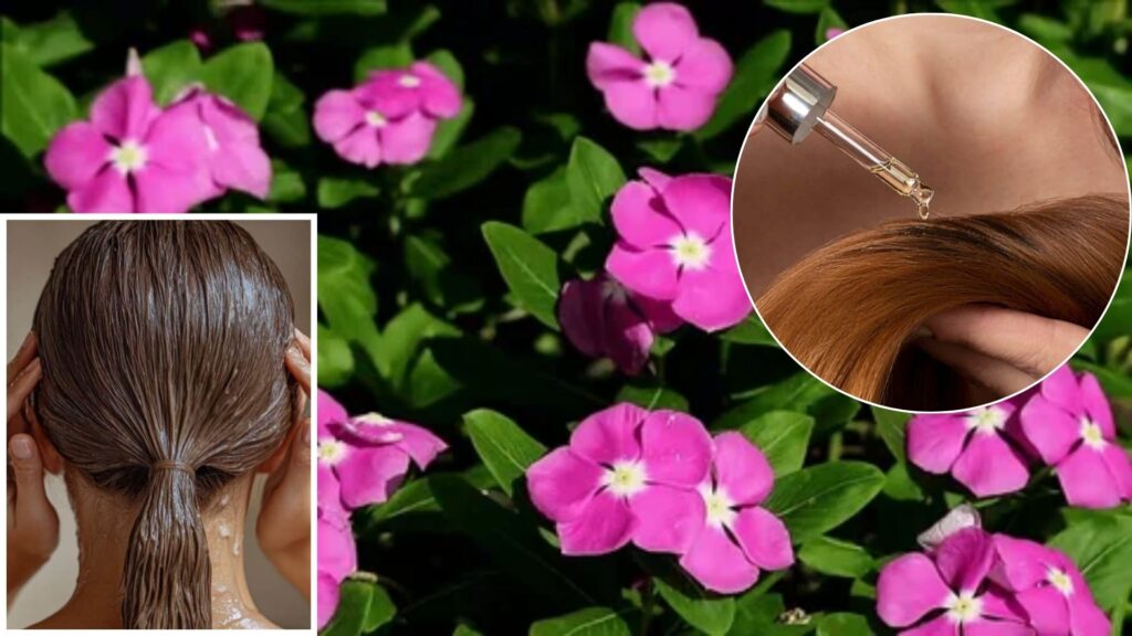 Sadabahar Secrets: How Periwinkle Flowers Can Naturally Boost Hair Growth