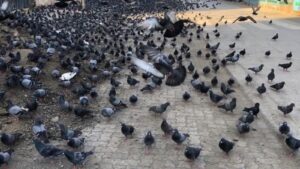 BMC Approves Controlled Pigeon-Feeding at Four Designated Mumbai Spots, Limits Activity to Two Hours Daily