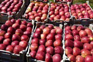 Afghan Apples Take New Route Through Iran to Reach Pune’s Market Yard After Border Shutdown
